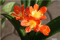 f20d37fc-IMG_9905 clivia.jpg